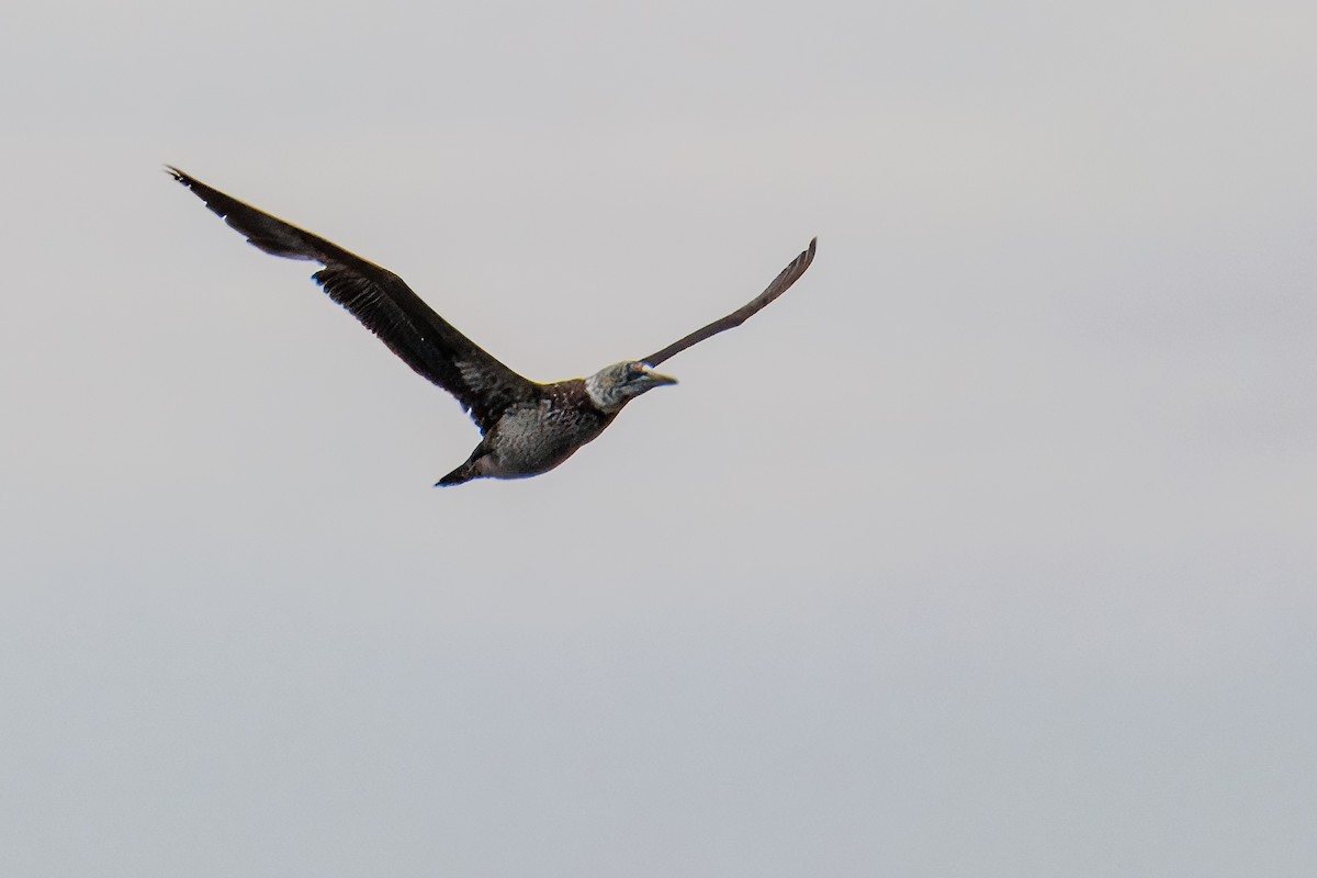 kappsule - ML646273138