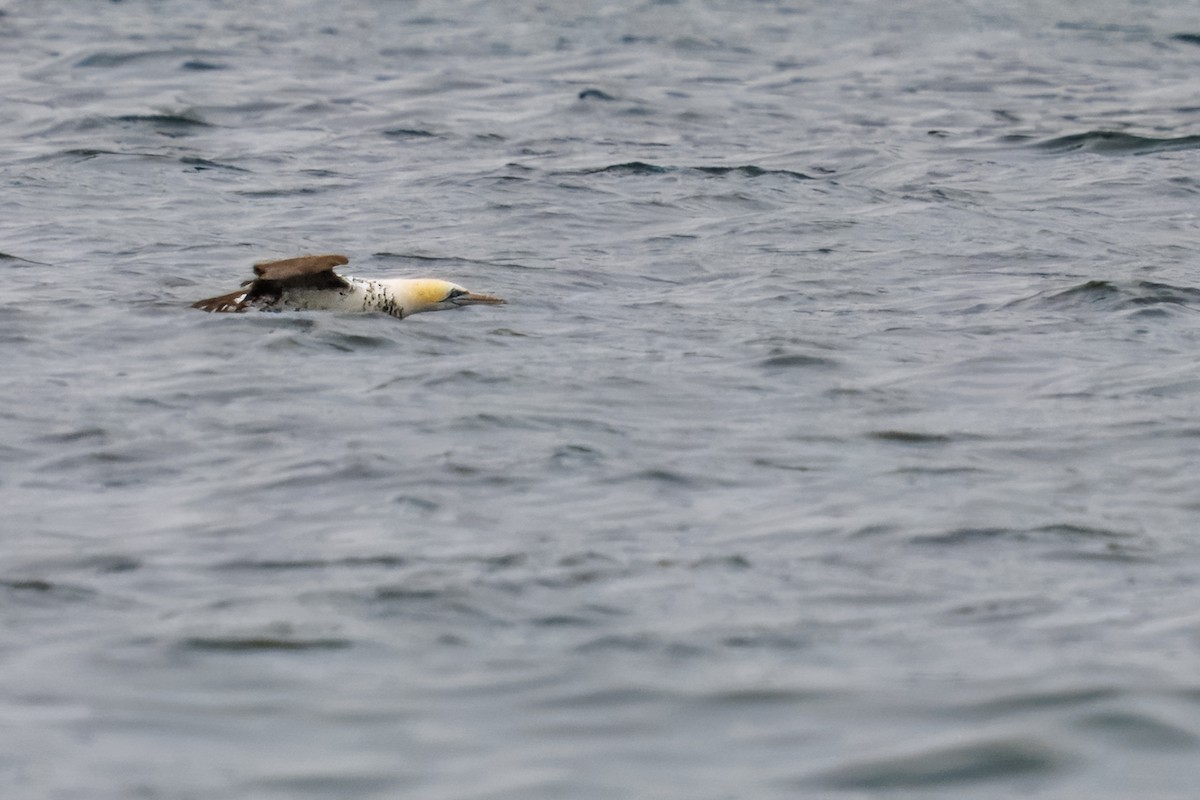 kappsule - ML646273139