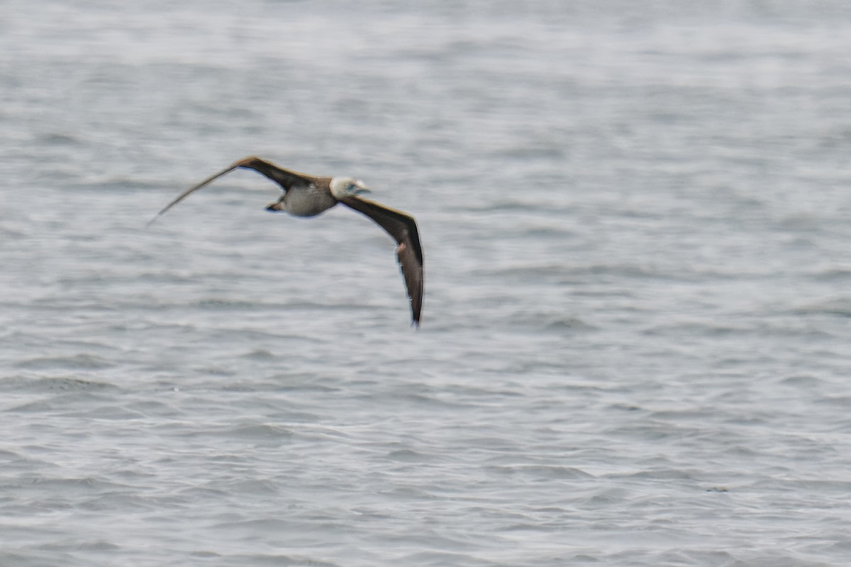 kappsule - ML646273140