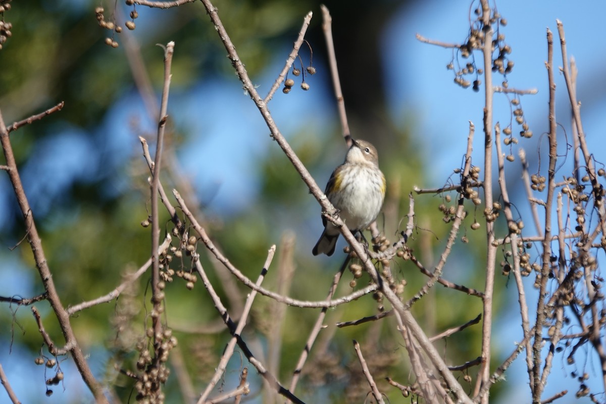 myrteparula (coronata) - ML646273141