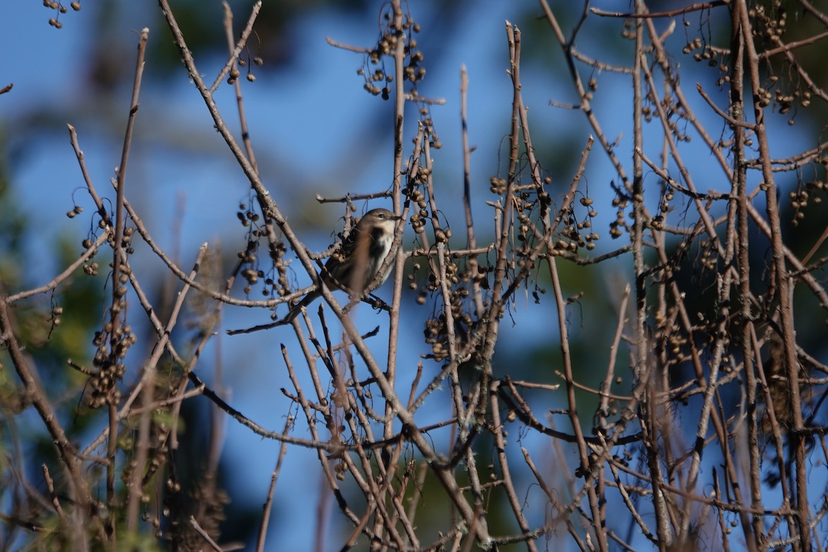 myrteparula (coronata) - ML646273142