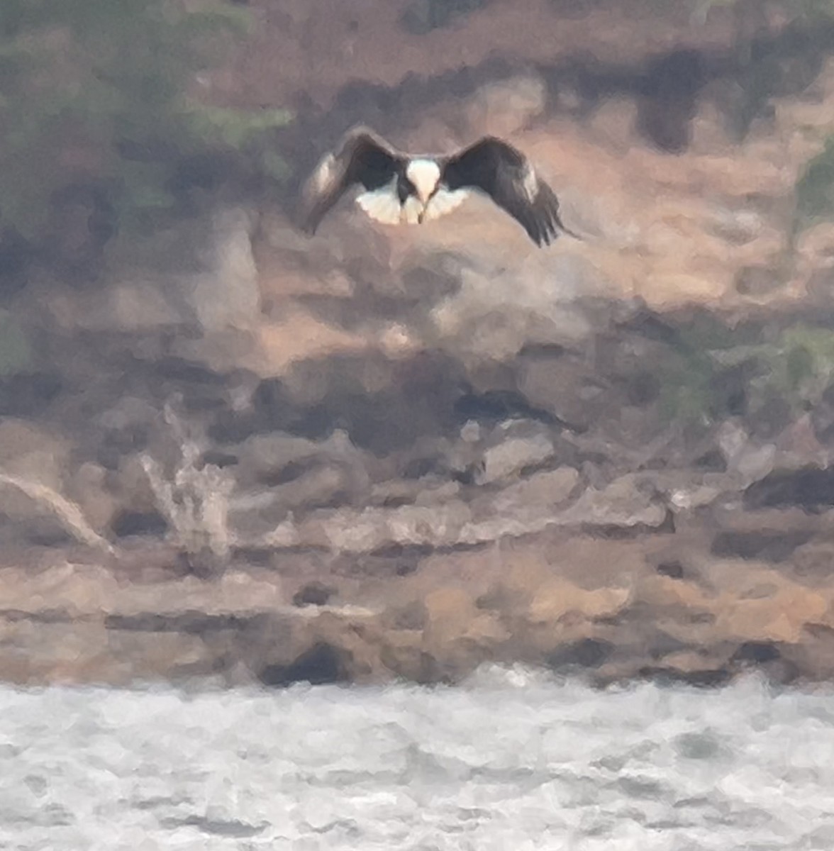 hvithodehavørn - ML646273143