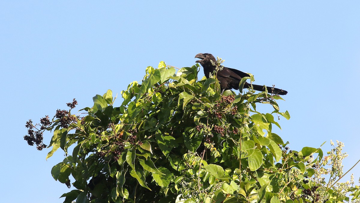 glattnebbani - ML646273144