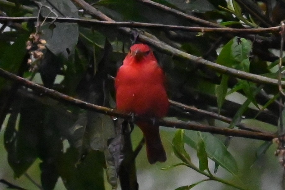 sommerpiranga - ML646273146