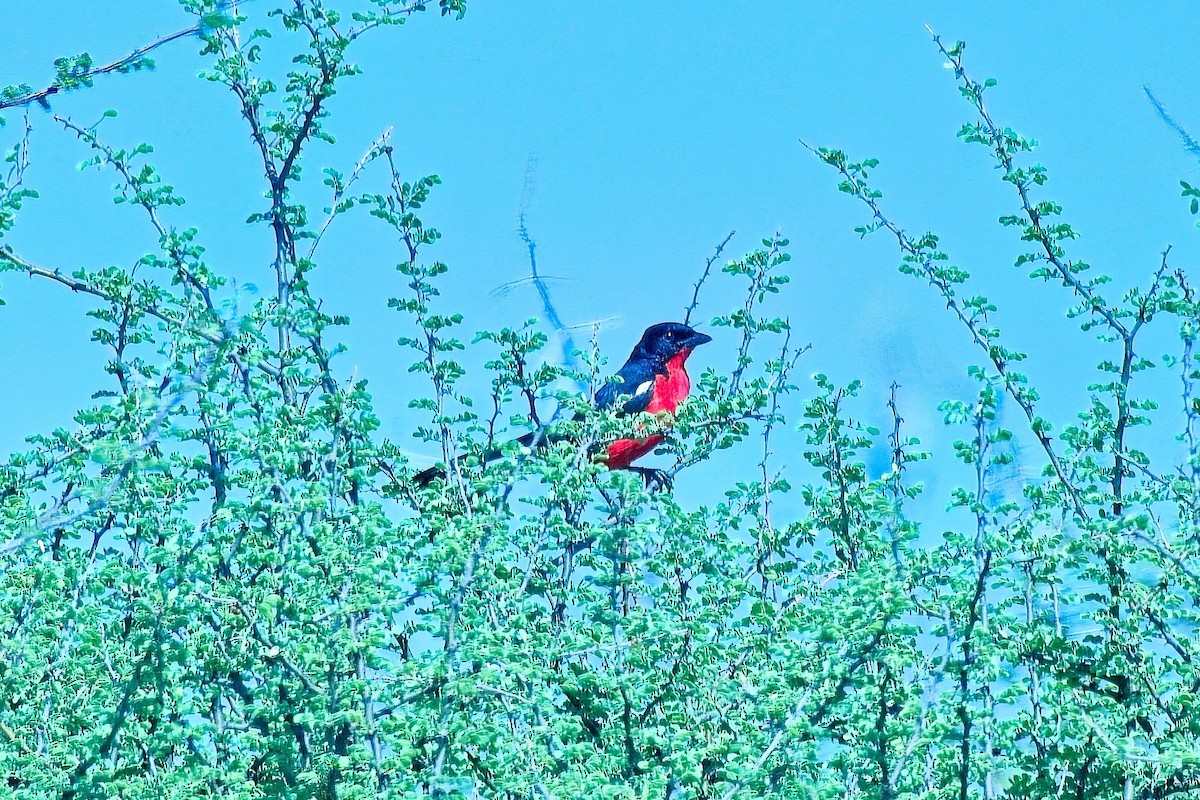 karmingonolek - ML646273147