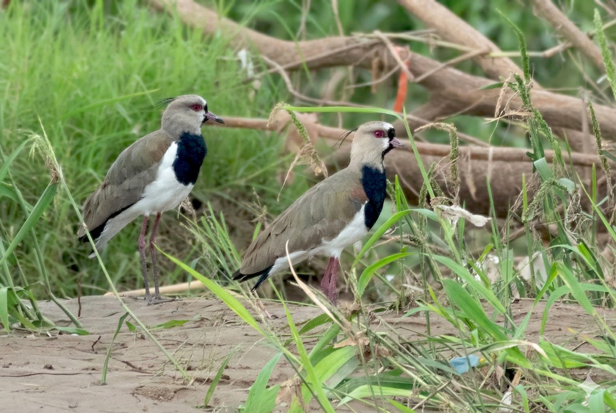 bronsevipe - ML646273148