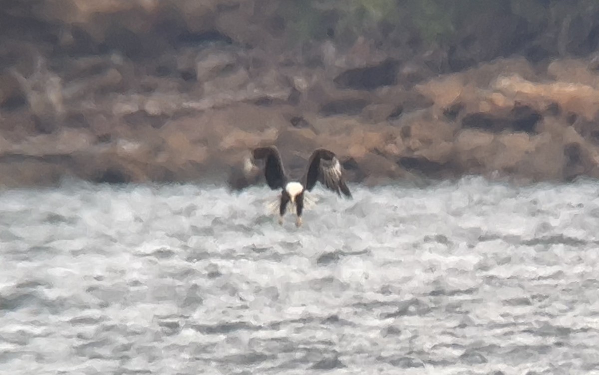 hvithodehavørn - ML646273149