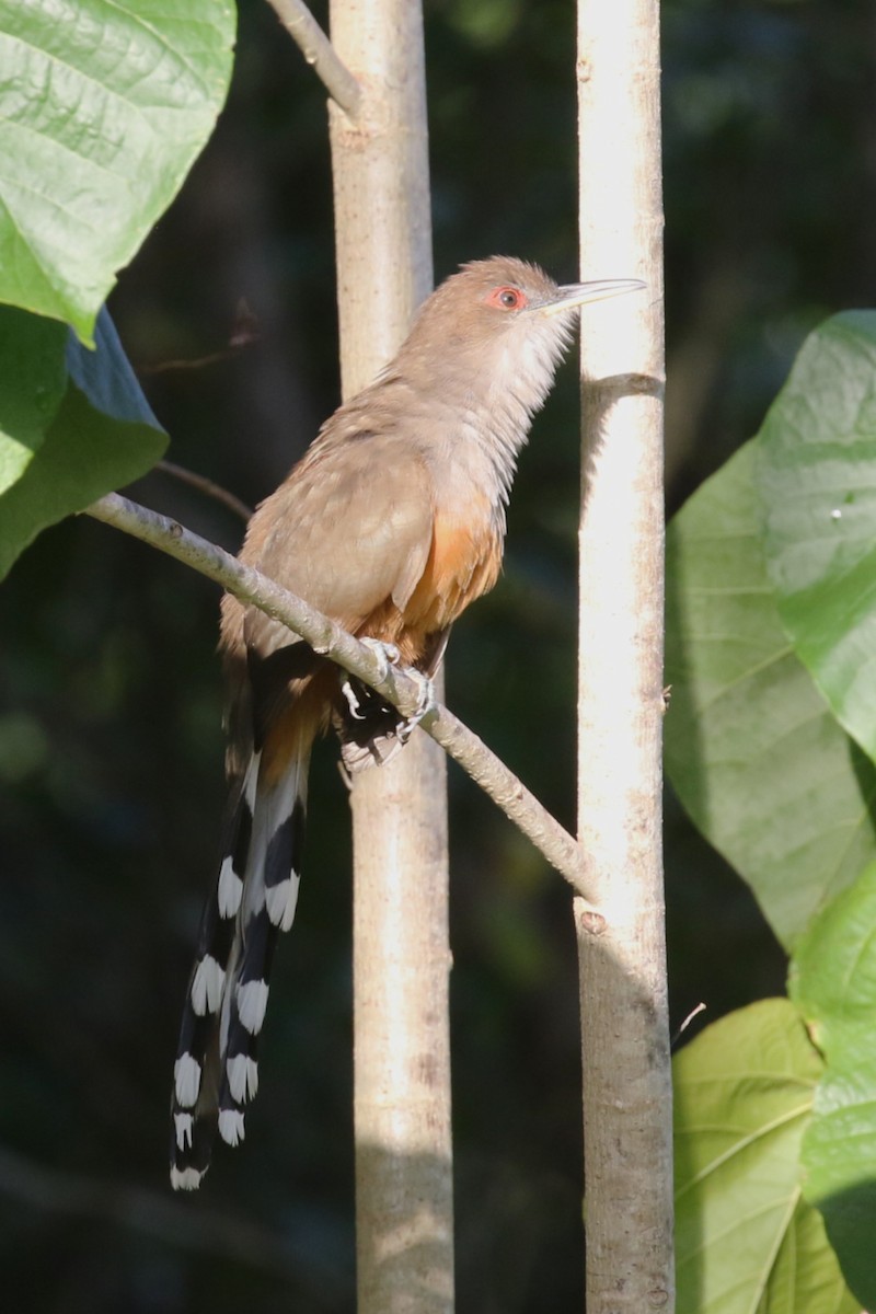 puertoricoøglegjøk - ML646273150