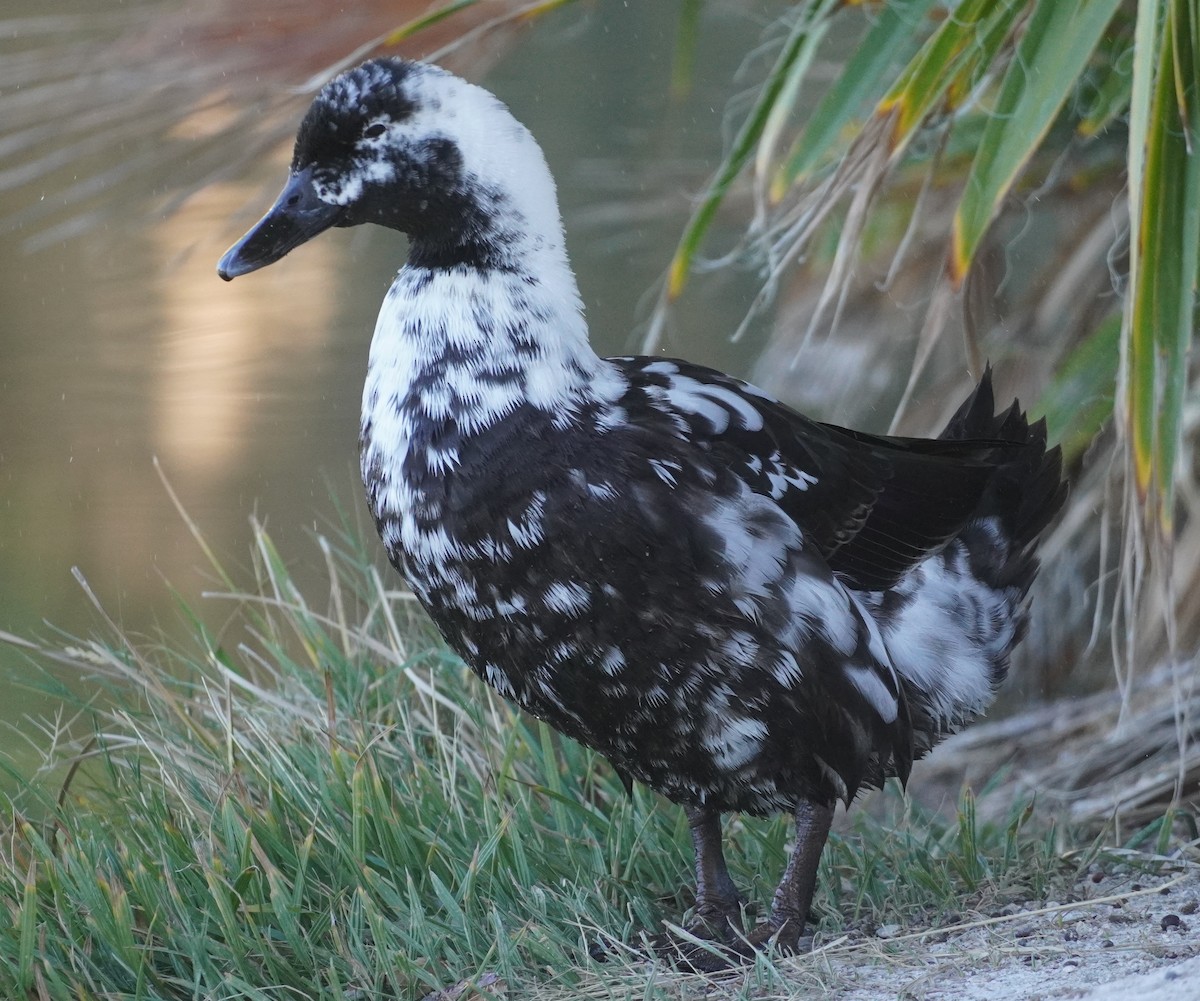 ub. and - ML646273152