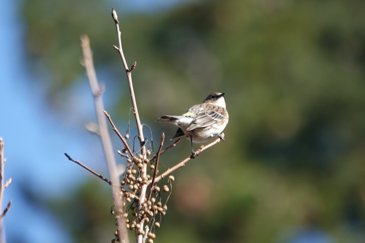 myrteparula (coronata) - ML646273153