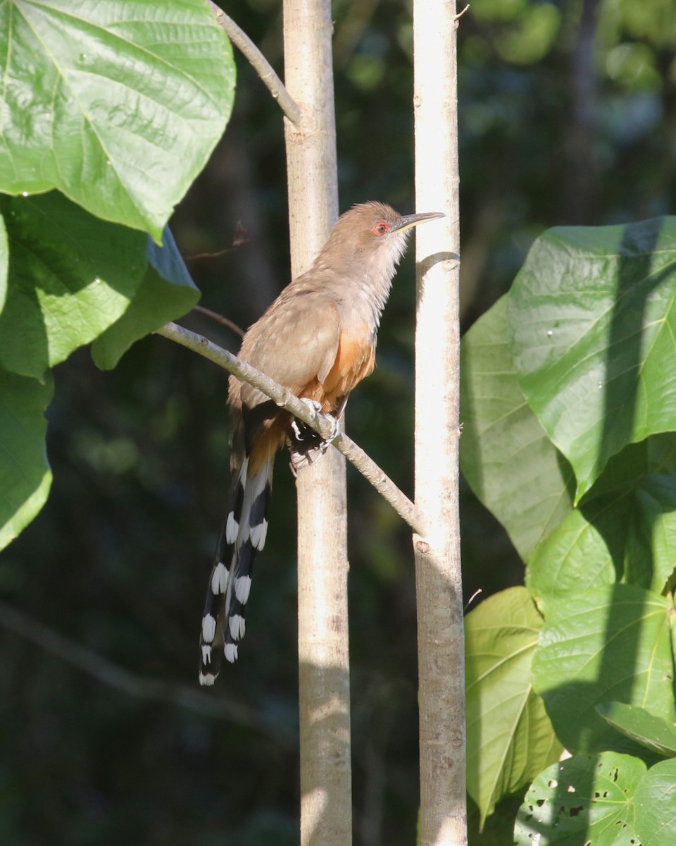 puertoricoøglegjøk - ML646273156