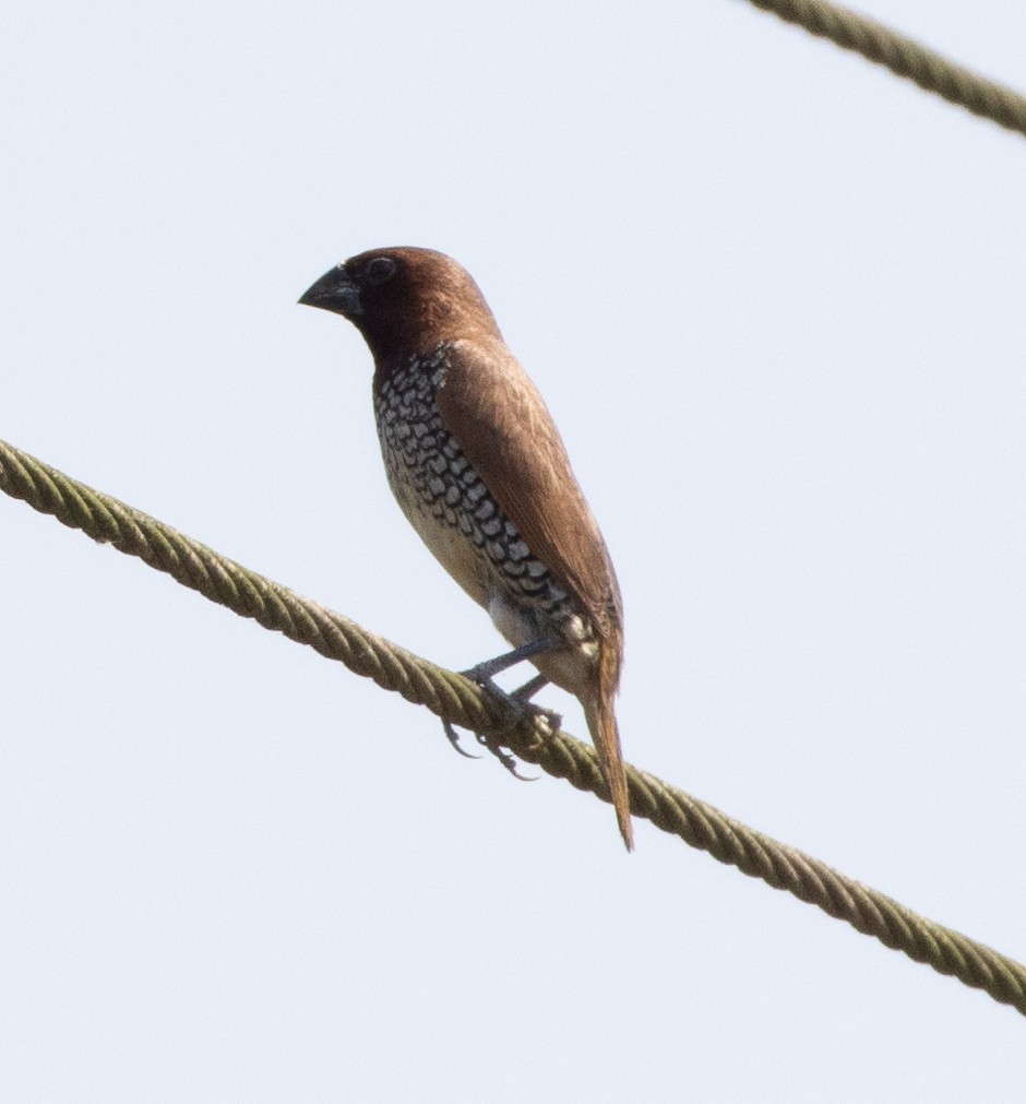 muskatnonne - ML646273157