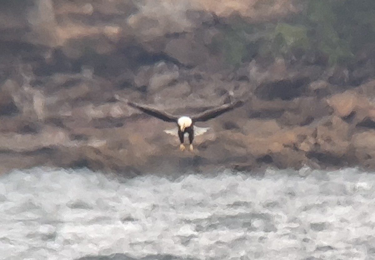 hvithodehavørn - ML646273158