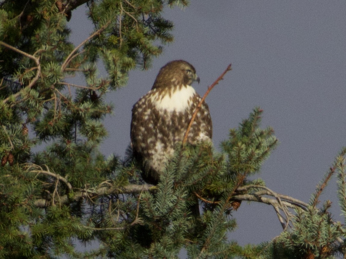 rødstjertvåk - ML646273159