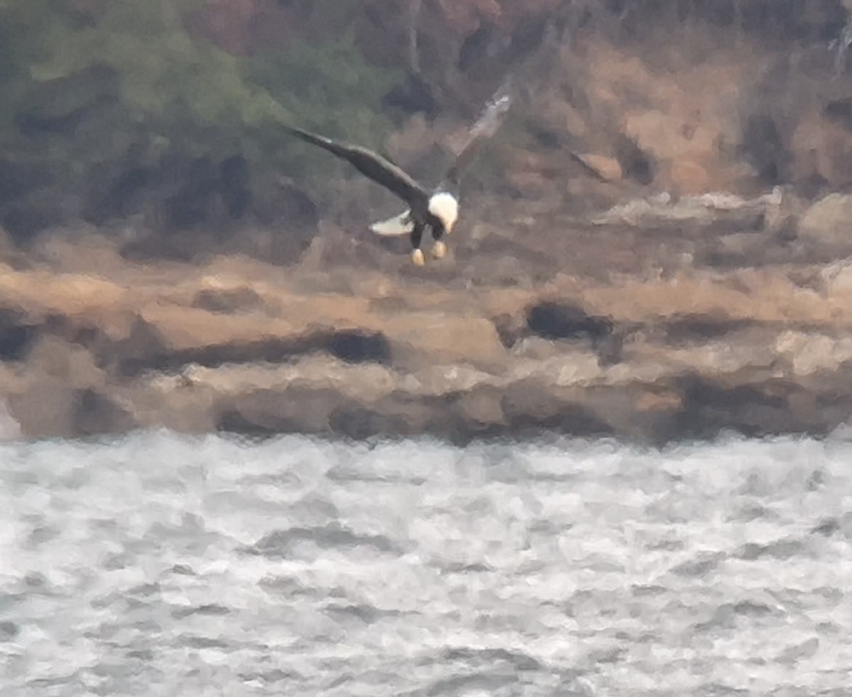 hvithodehavørn - ML646273162