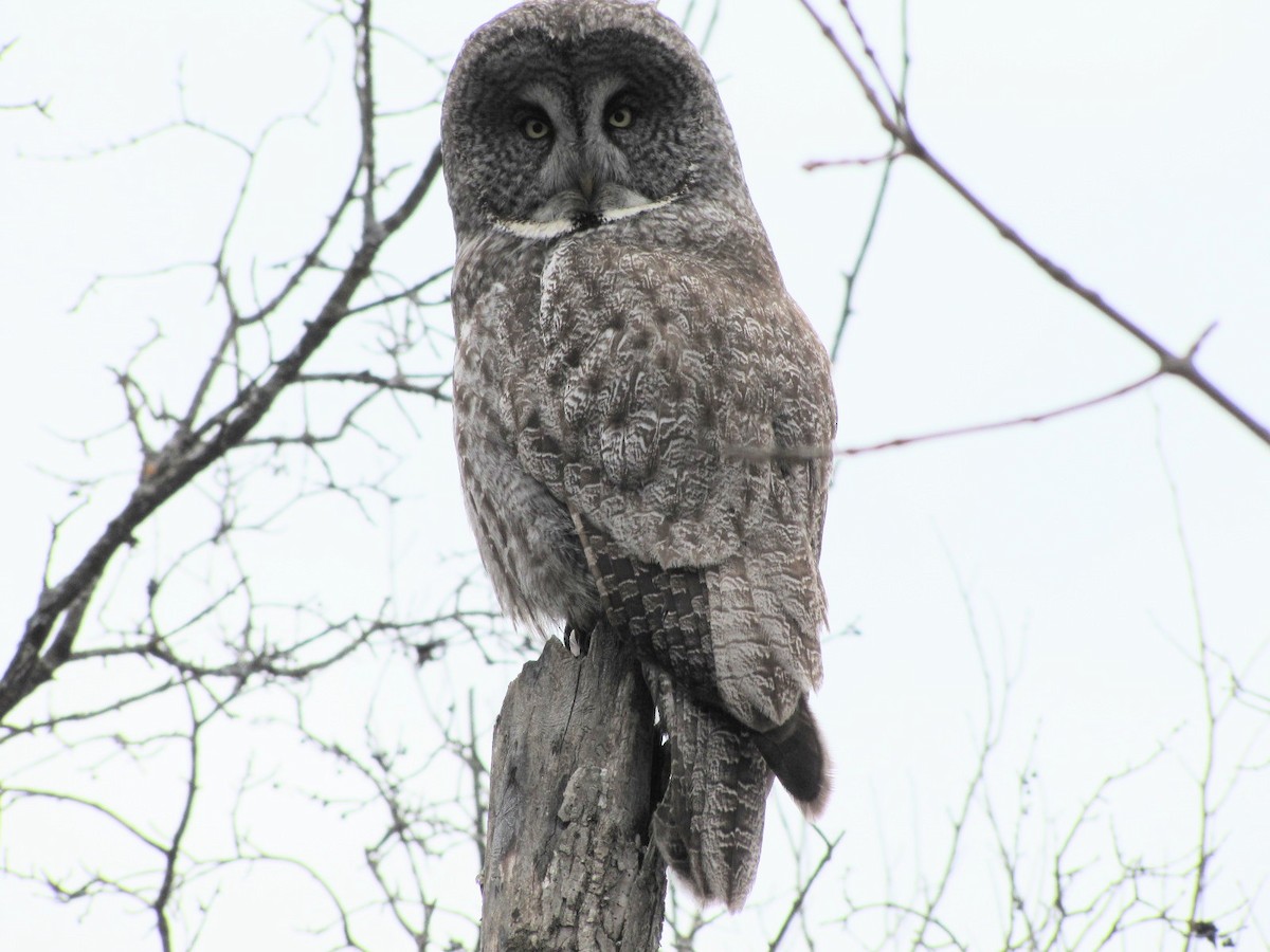 Great Gray Owl - ML646273164