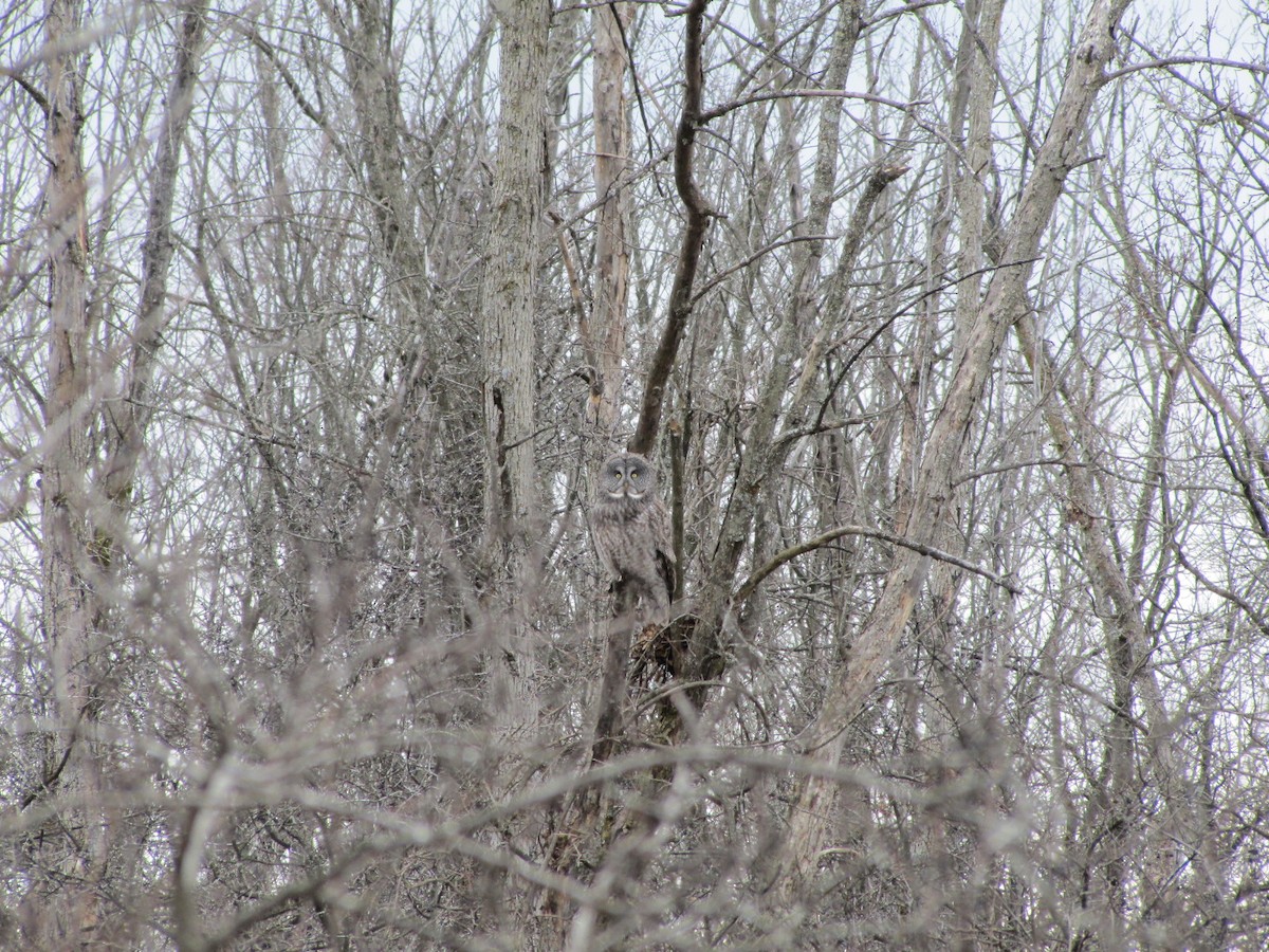 Great Gray Owl - ML646273165