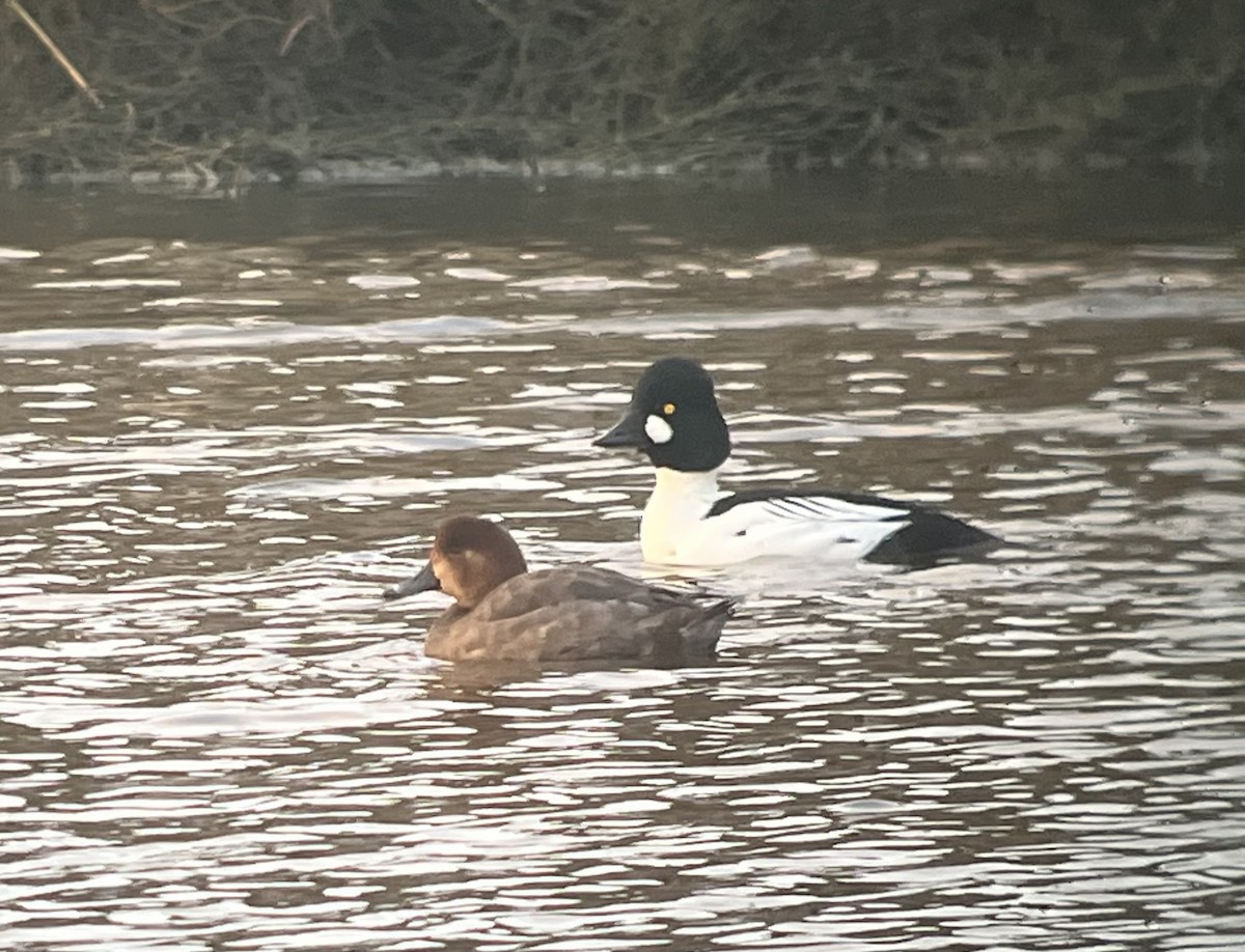 Redhead - ML646273167