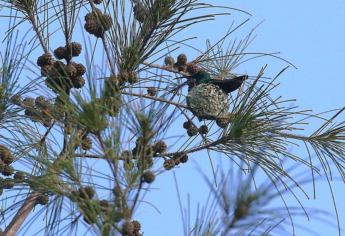 Green Mango - ML646273170