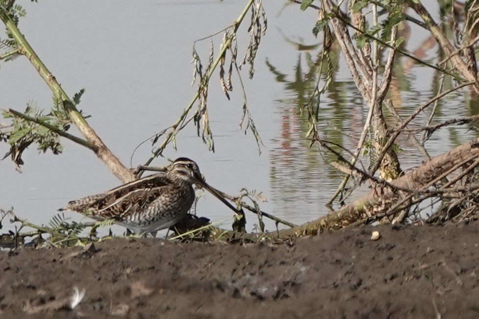 חרטומית ביצות - ML646273192