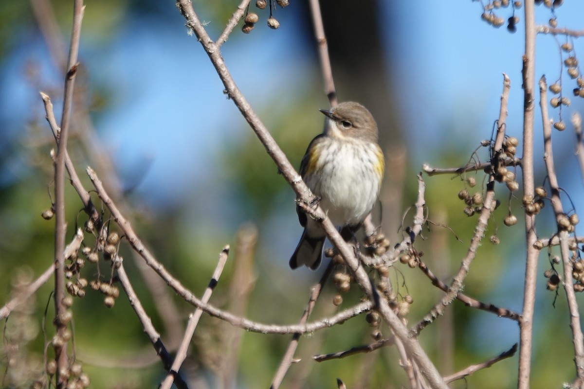 lesňáček žlutoskvrnný (ssp. coronata) - ML646273195