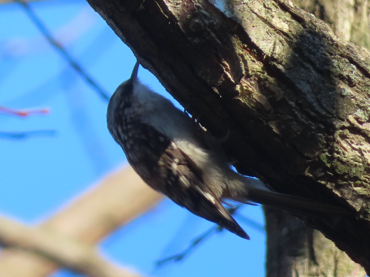 Brown Creeper - ML646273196