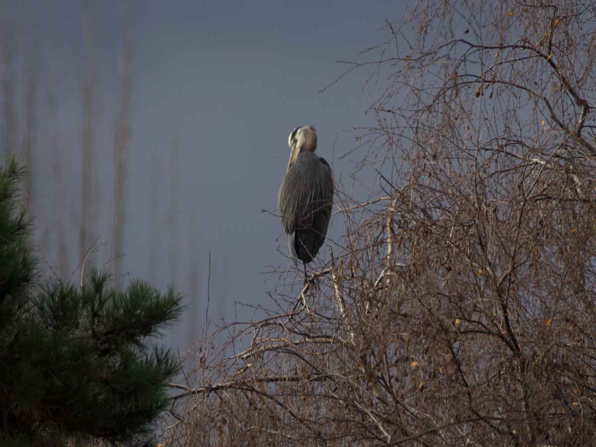 Great Blue Heron - ML646273202