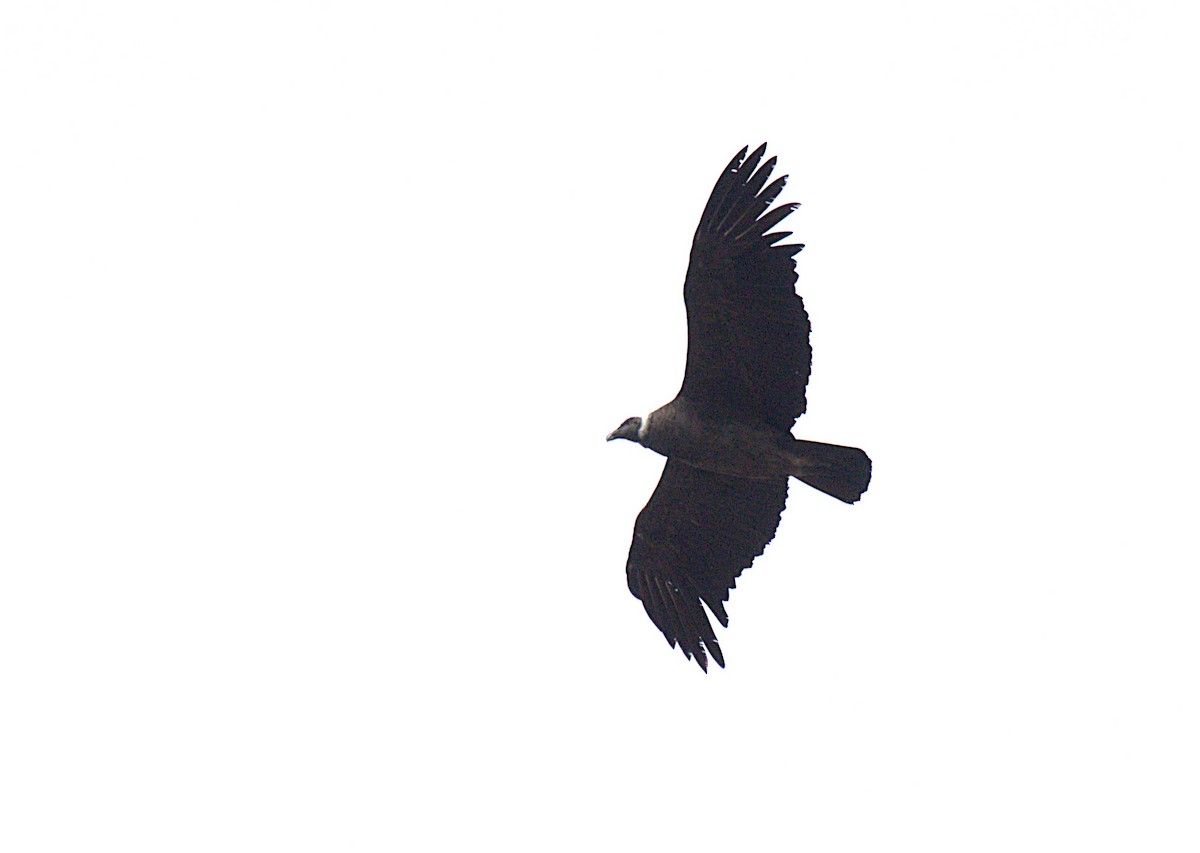 Andean Condor - ML646273209