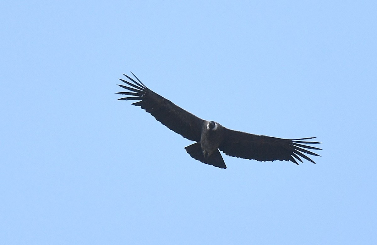 Andean Condor - ML646273210