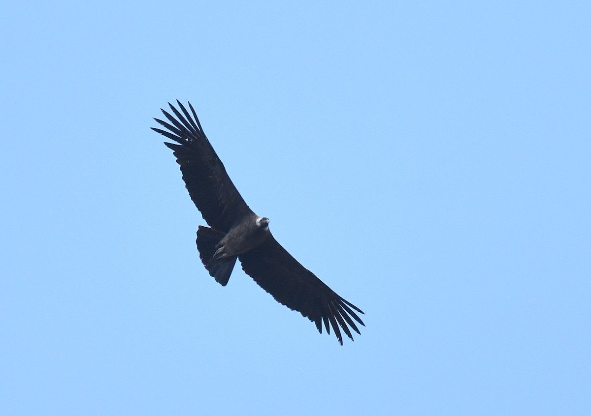 Andean Condor - ML646273211