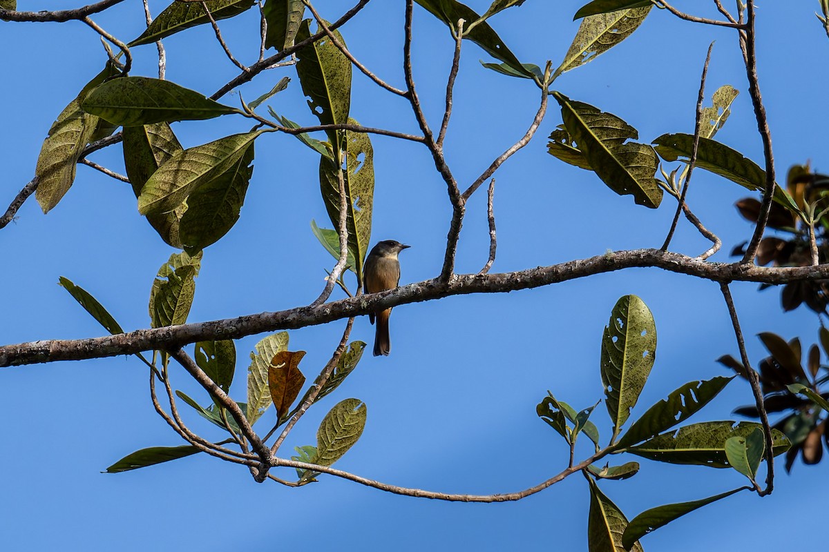 Rufous-tailed Tyrant - ML646273212