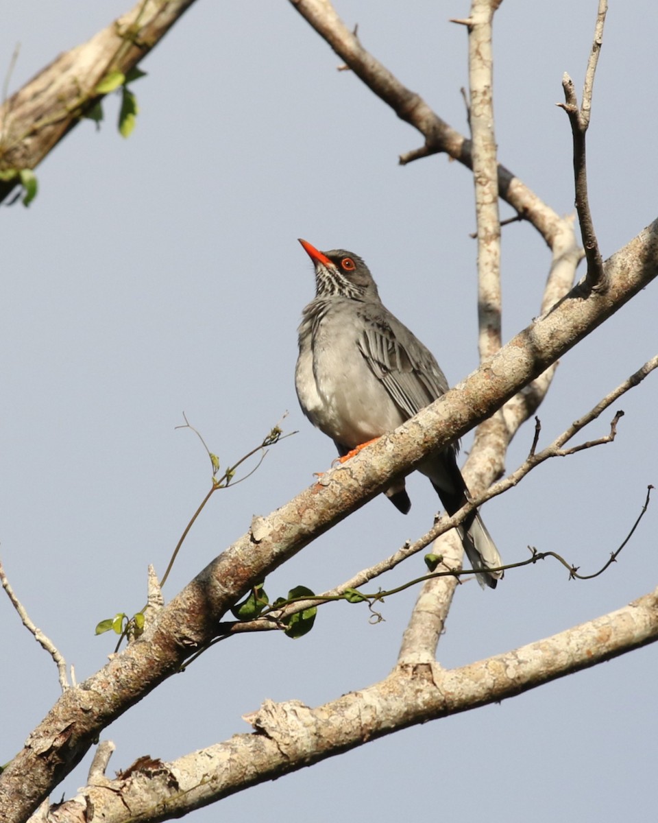 Eastern Red-legged Thrush - ML646273213