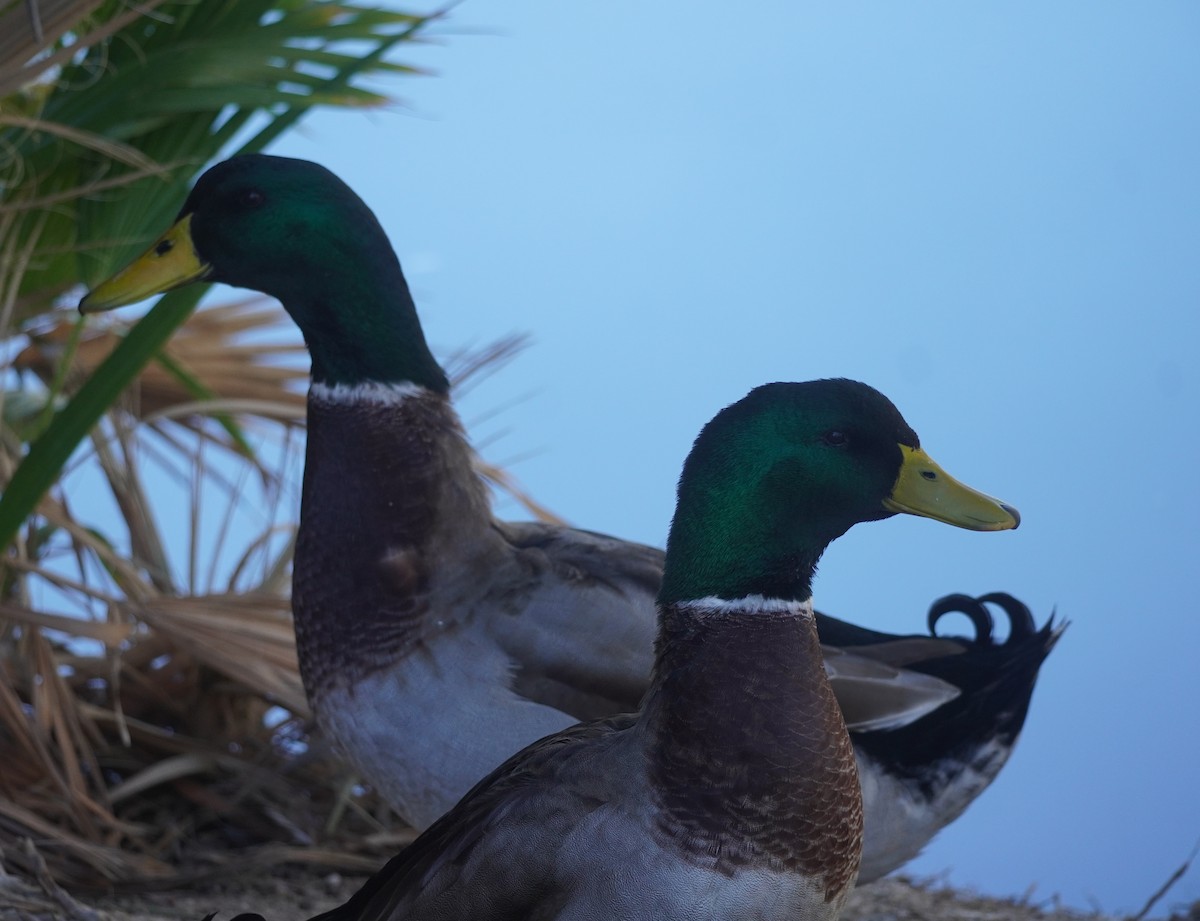 綠頭鴨(馴化) - ML646273214