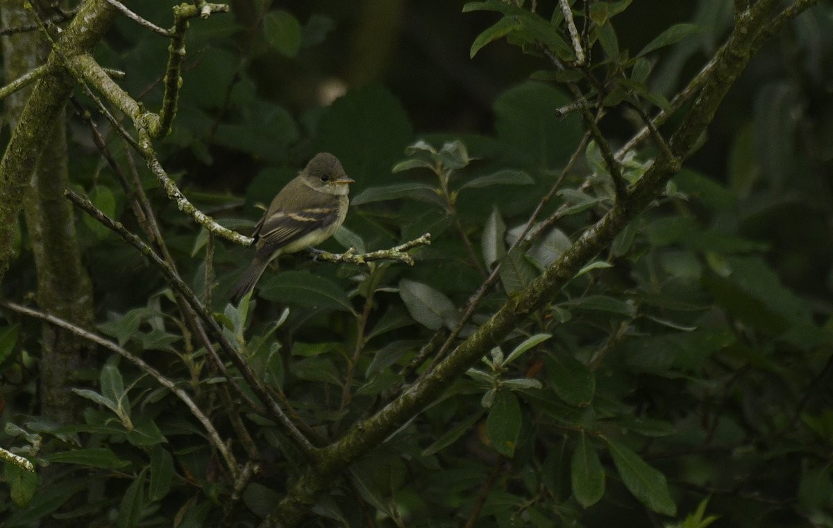 Willow Flycatcher - ML646273216