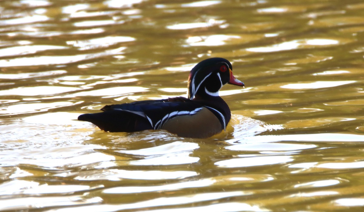 Anatra sposa - ML646273220