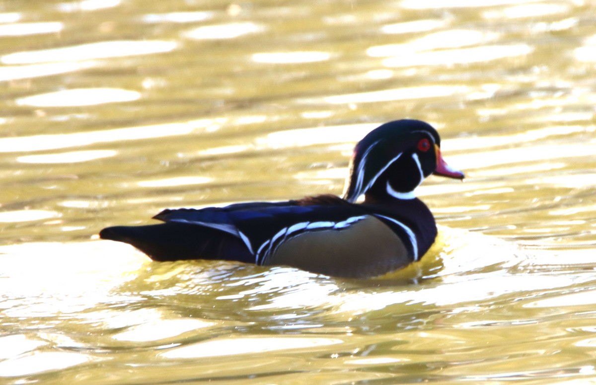 Anatra sposa - ML646273221