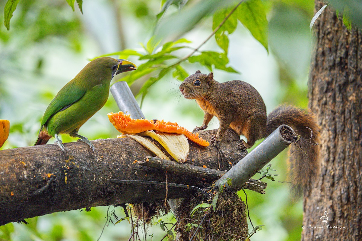 Northern Emerald-Toucanet - ML646273224