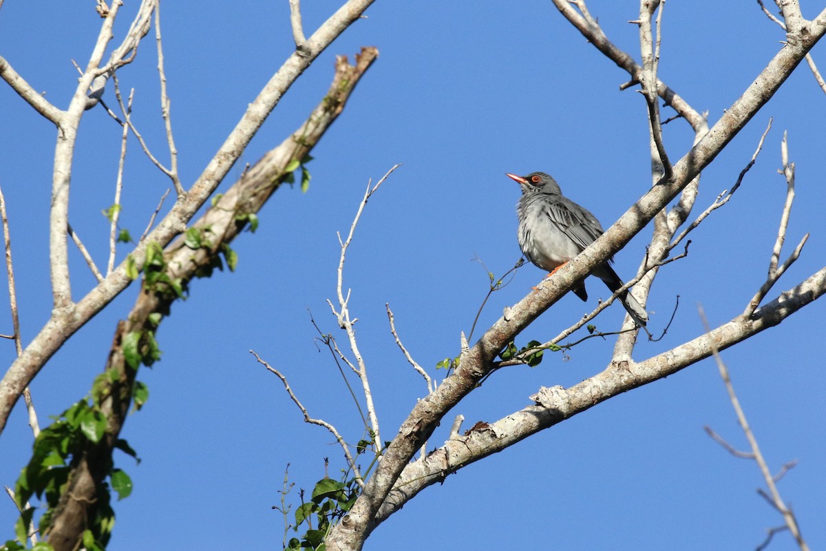 Eastern Red-legged Thrush - ML646273227