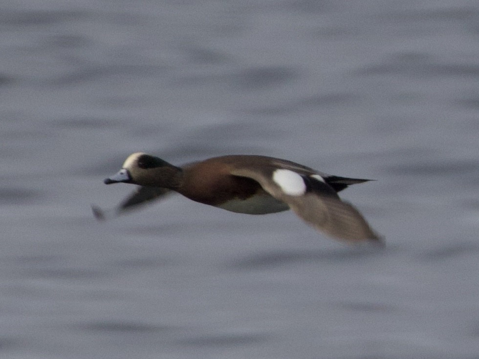 Fischione americano - ML646273228