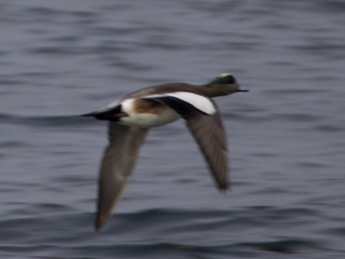 Fischione americano - ML646273229