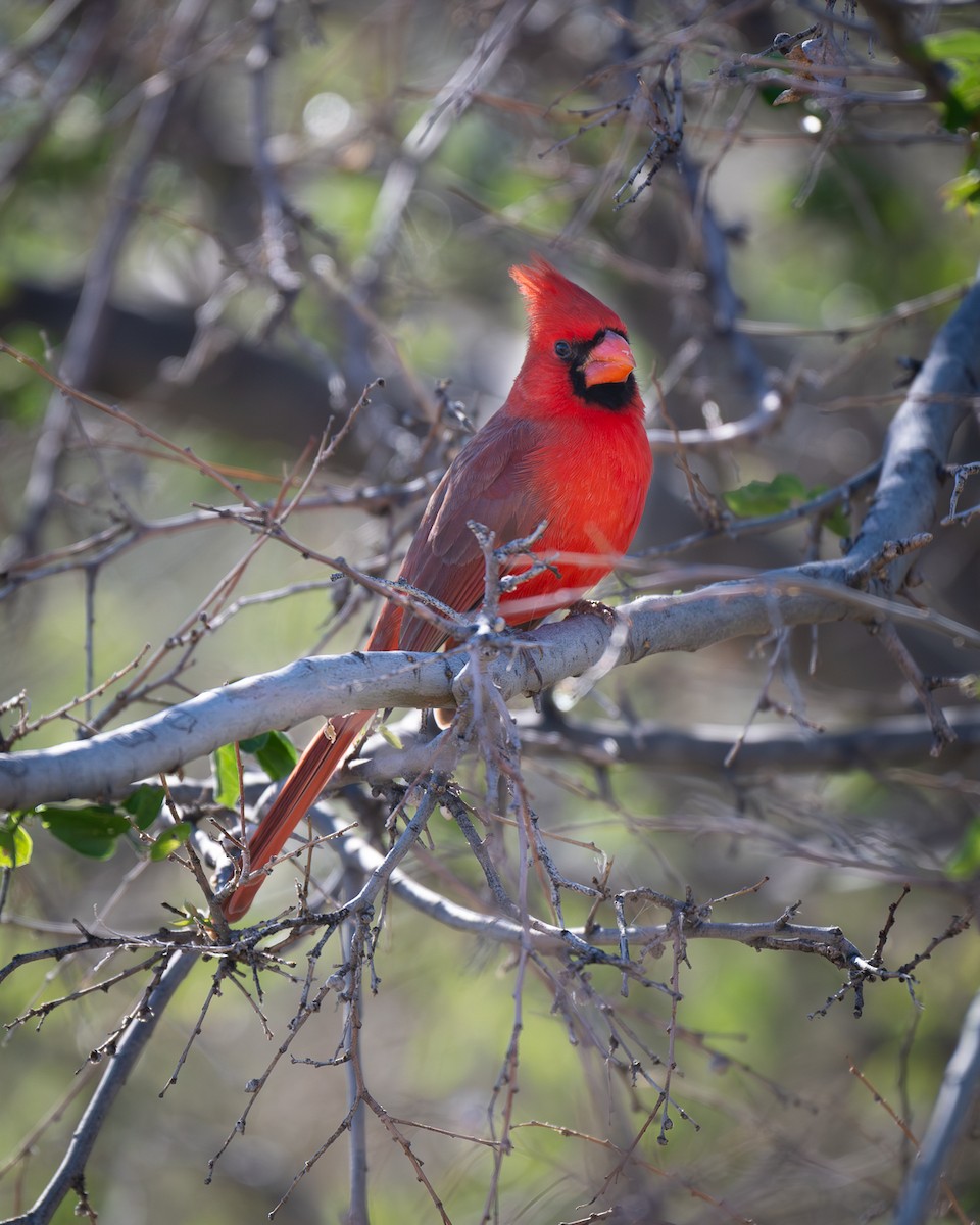 Northern Cardinal - ML646273230