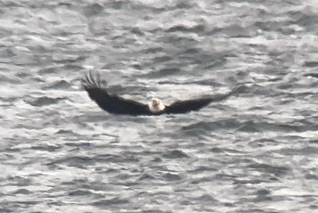 Bald Eagle - ML646273231
