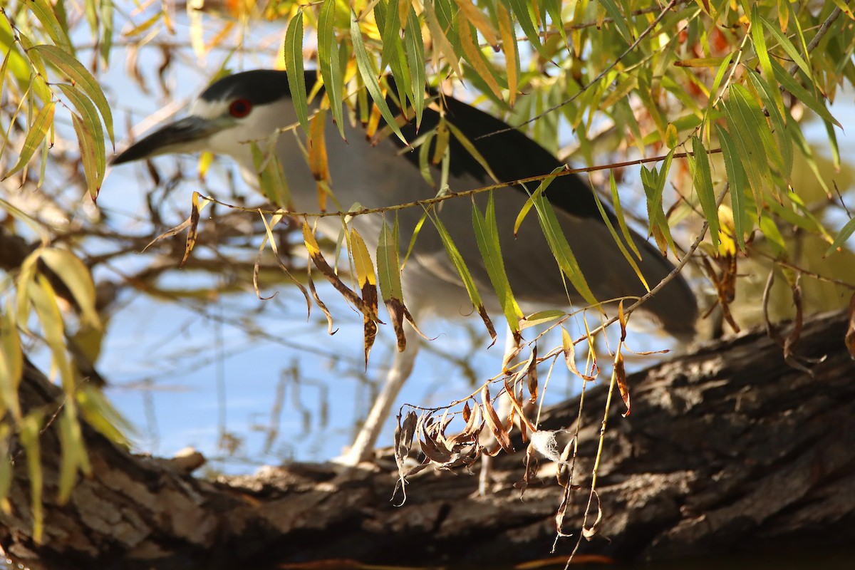 Black-crowned Night Heron - ML646273232