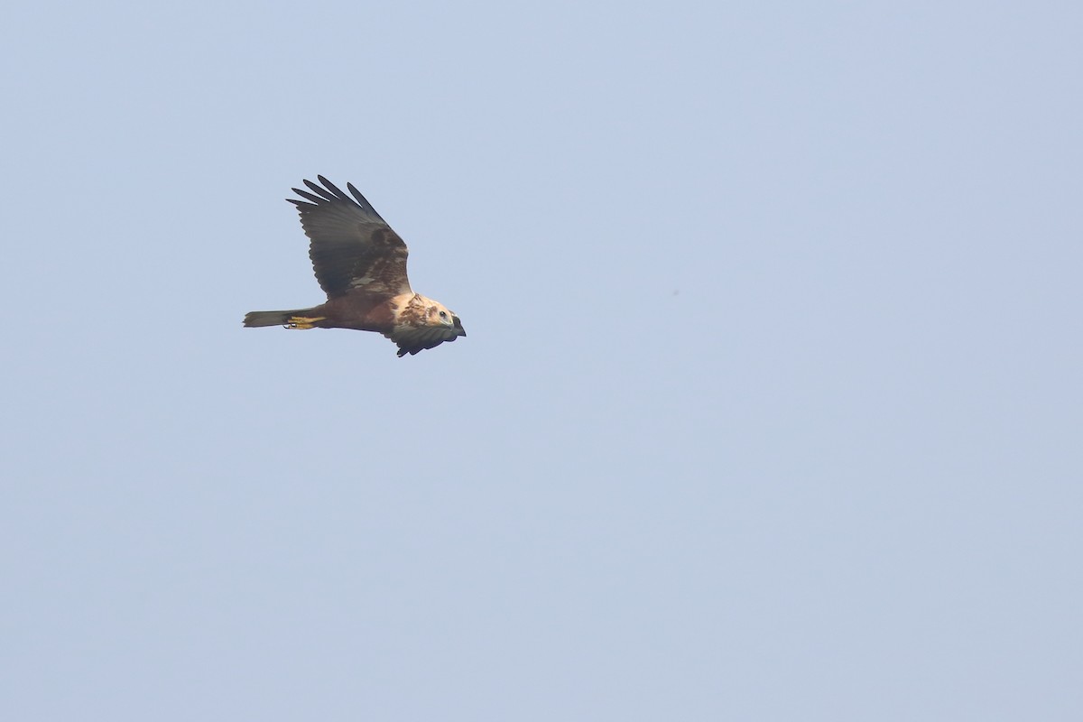 Western Marsh Harrier - ML646273233