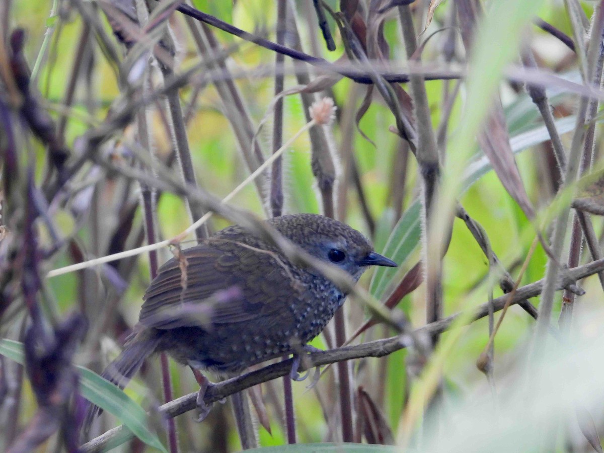 Chin Hills Wren-Babbler - ML646273236