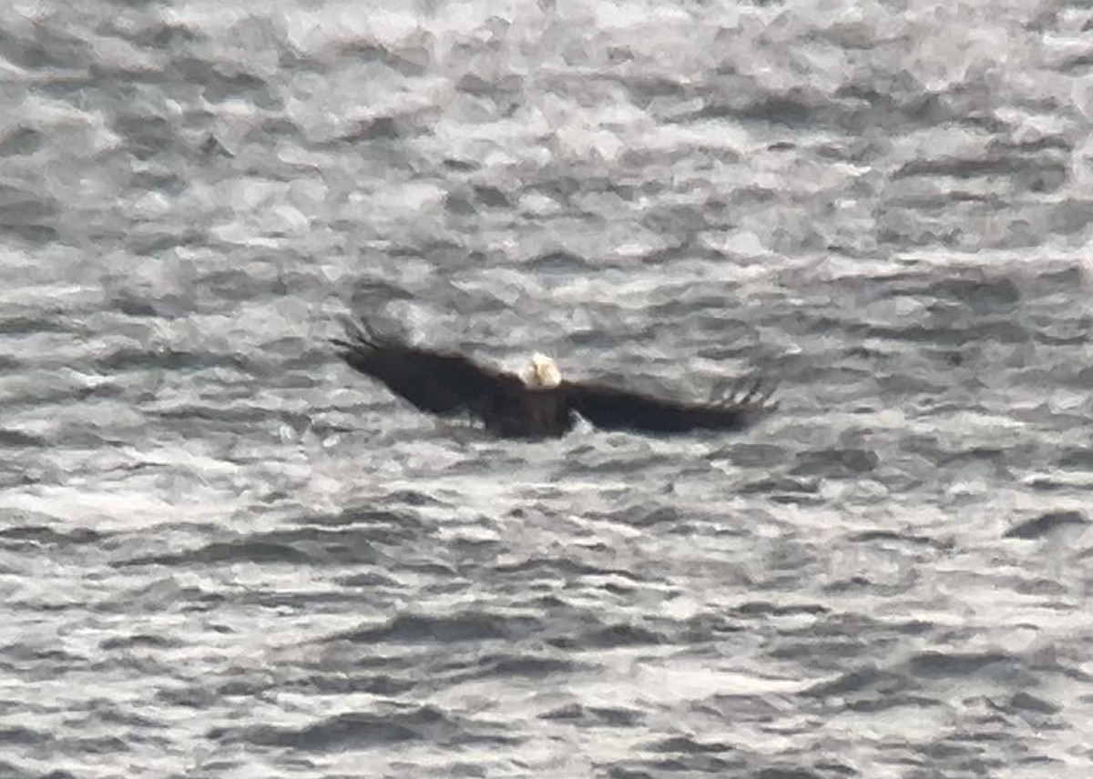 Bald Eagle - ML646273237