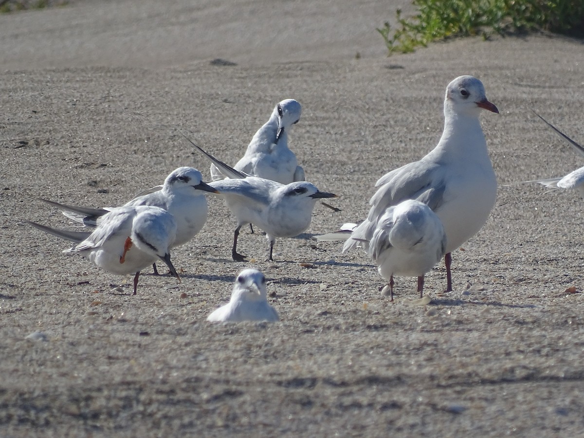 Snowy-crowned Tern - ML646273238