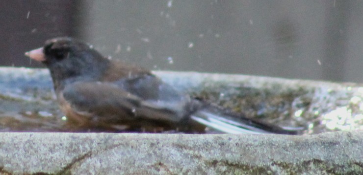 Dark-eyed Junco - ML646273240