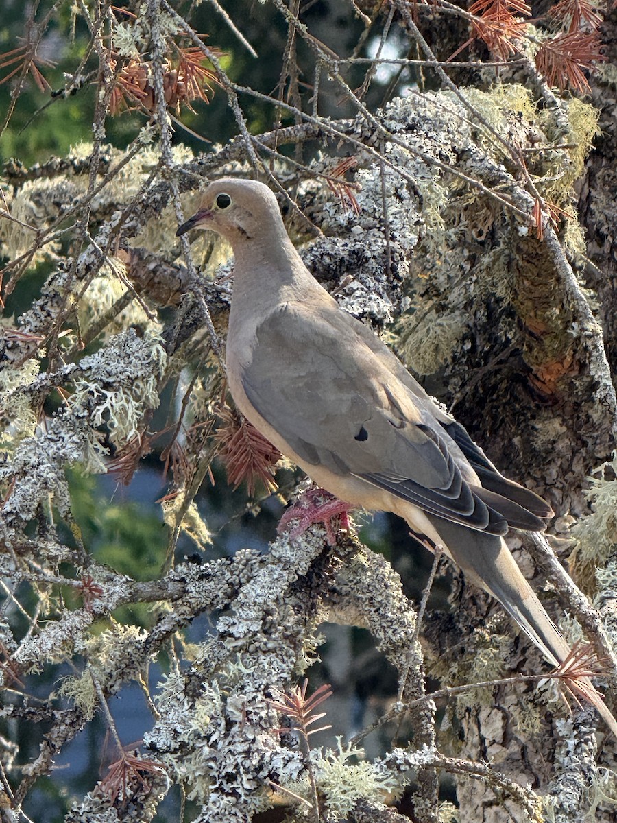 Mourning Dove - ML646273245