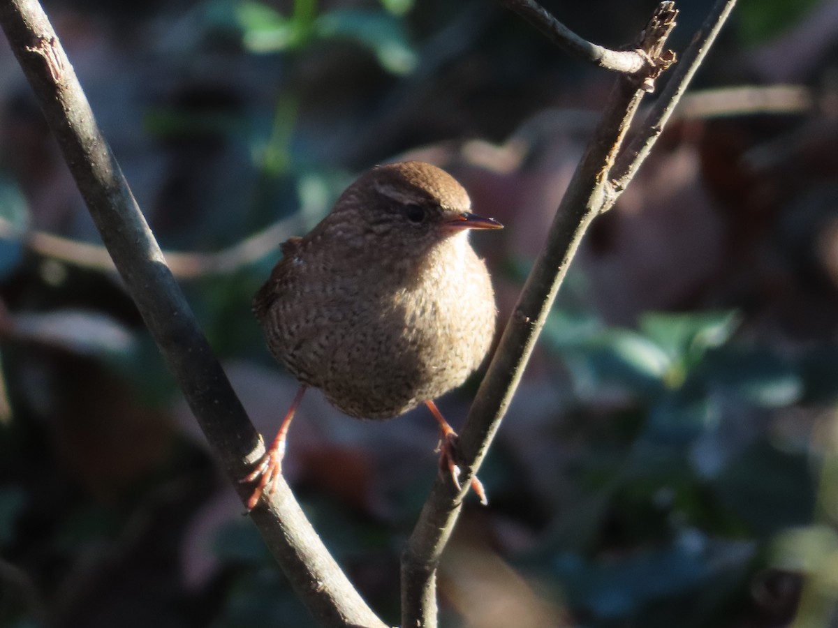Winter Wren - ML646273246